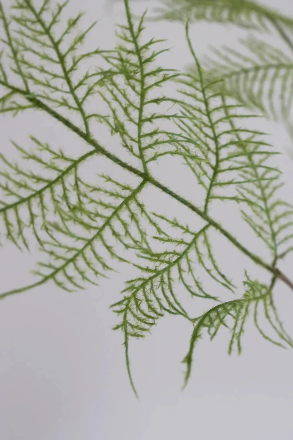 Artificial Fern Plant 02-110